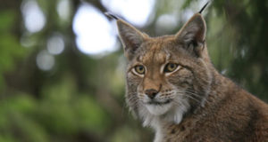 Le lynx s’annonce dans la forêt palatine